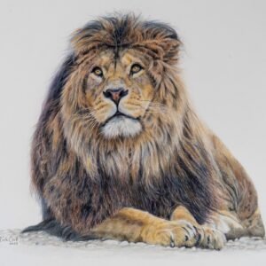 Lion print - pencil drawing
