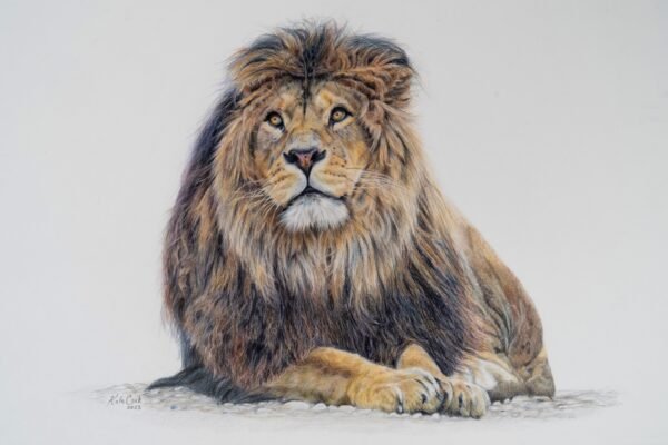 Lion print - pencil drawing
